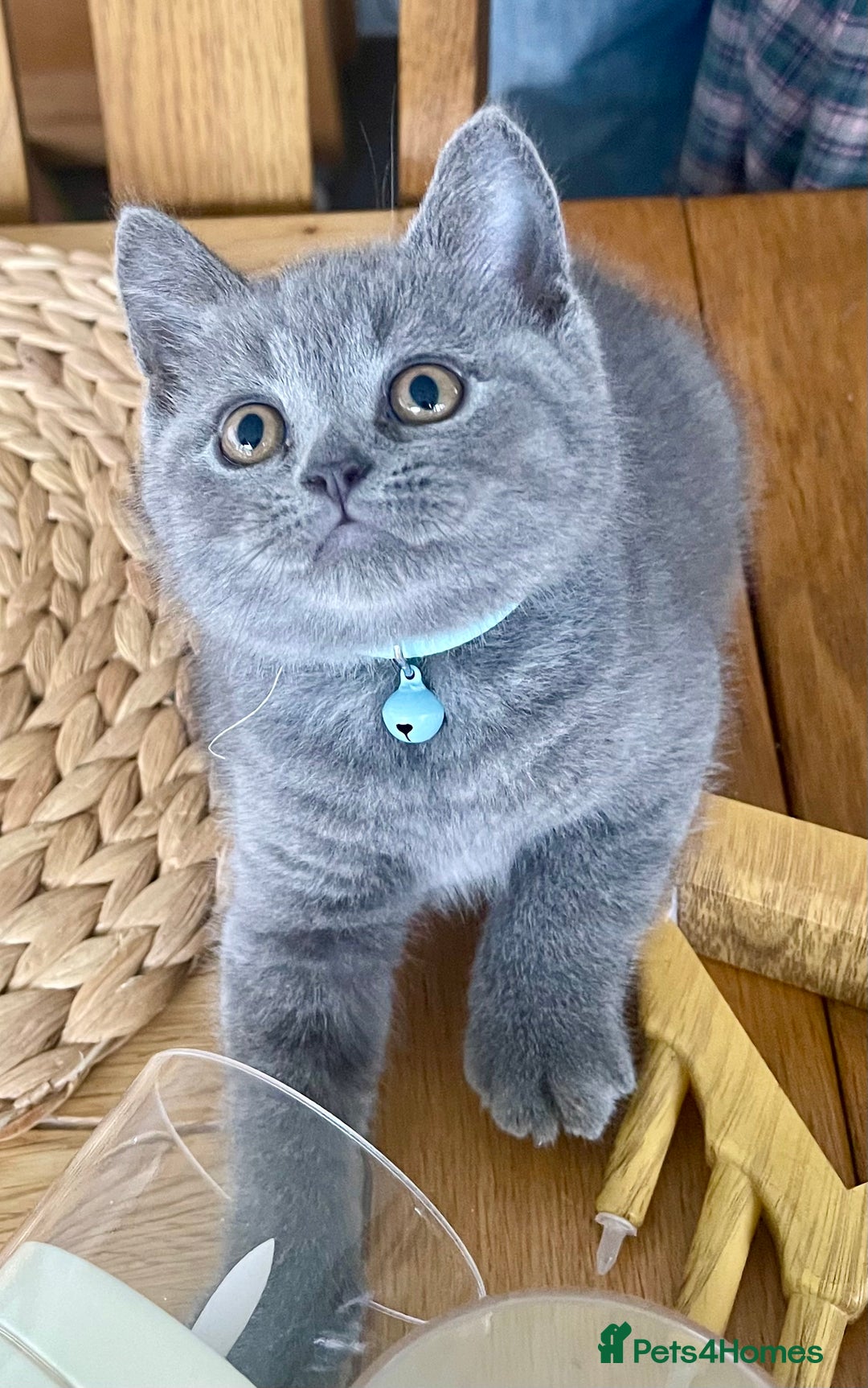 British Shorthair cats for sale: Gorgeous Blue and Lilac British shorthairs - Advert 7