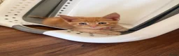Maine Coon cats for sale: Maincoon x kittens  in Ipswich - Advert 2