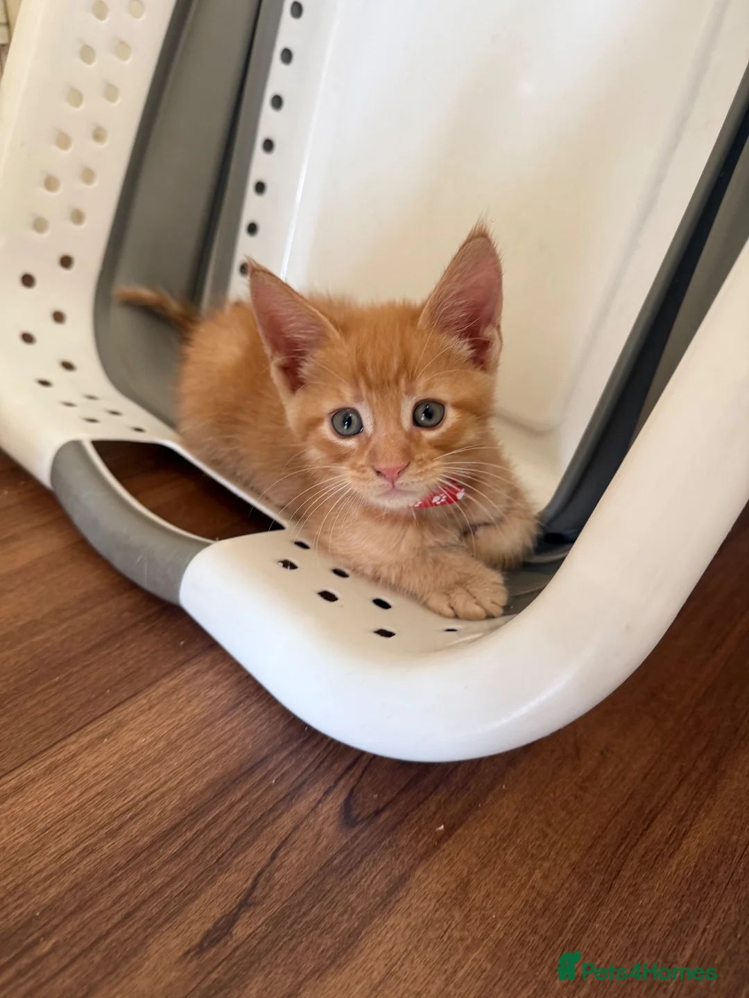 Maine Coon cats for sale: Maincoon x kittens  in Ipswich - Advert 2