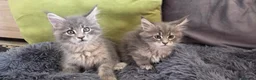 Maine Coon cats for sale: Maine coon kitten  - Advert 10