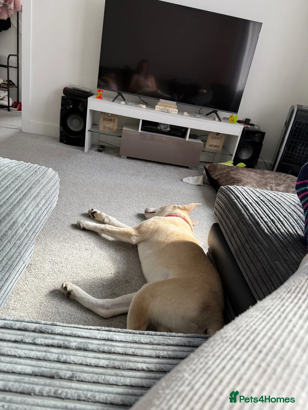 Mixed Breed dogs for sale: Rocky  in Mexborough - Advert 2