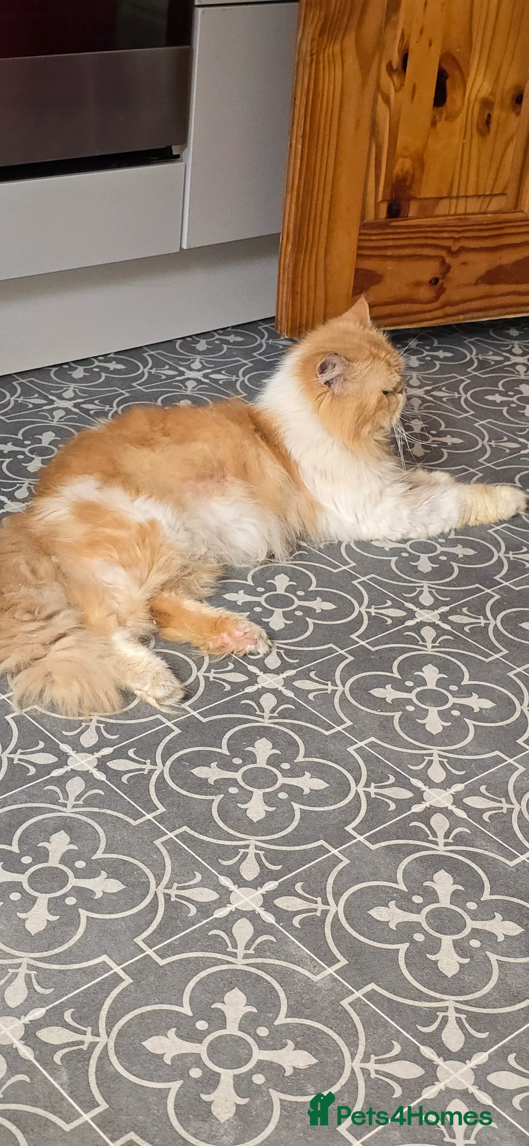 Persian cats for stud: 💙🩵💙BEAUTIFUL PERSIAN BOY FOR STUD in Manchester - Advert 2