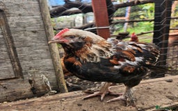 Chickens poultry for sale: Rooster Salmon Faverolle, Choc Bantam,Cream Legbar - Image 4