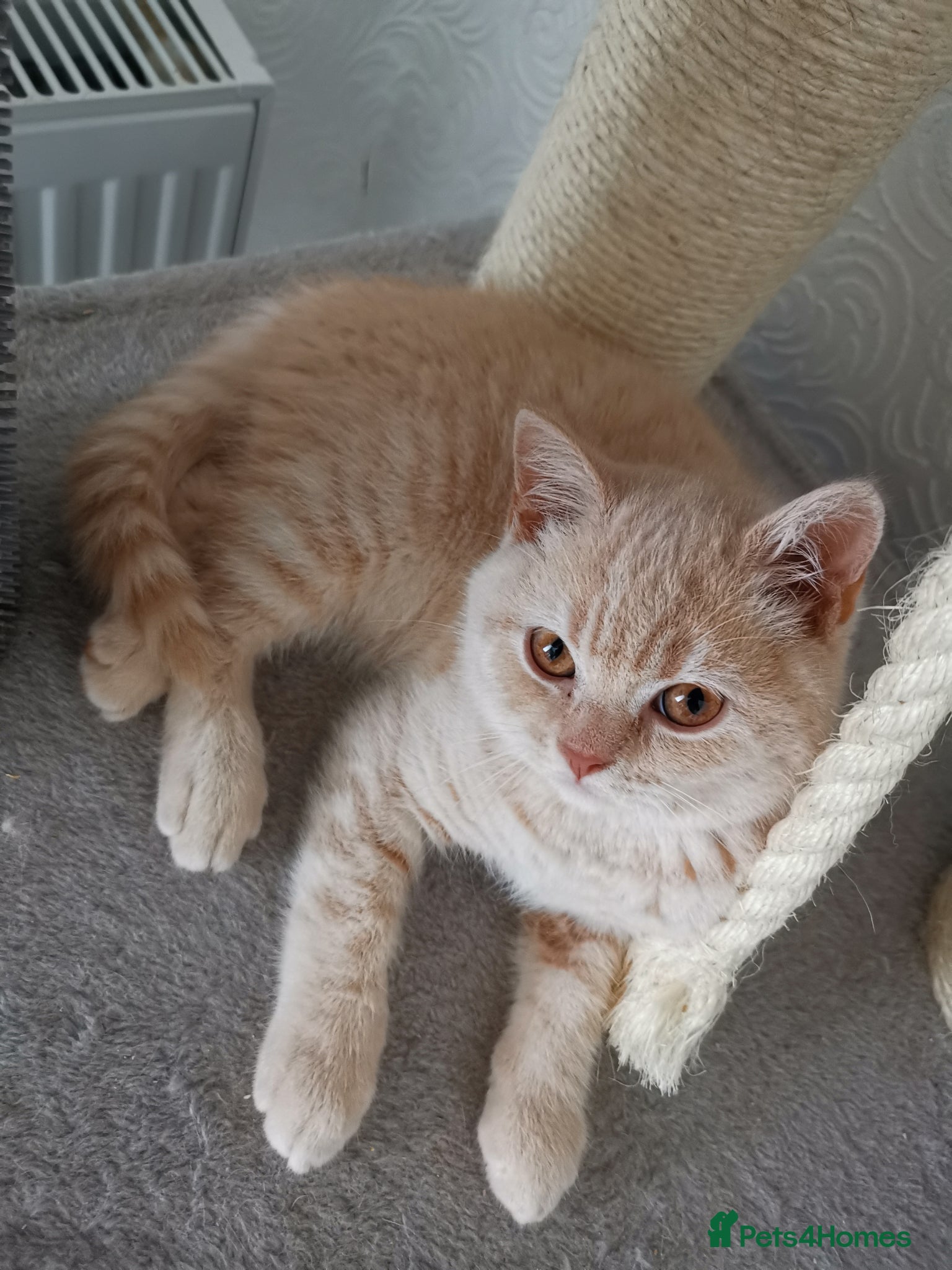 British Shorthair cats Stunning GCCF reg kittens ready to leave now! - Advert 2