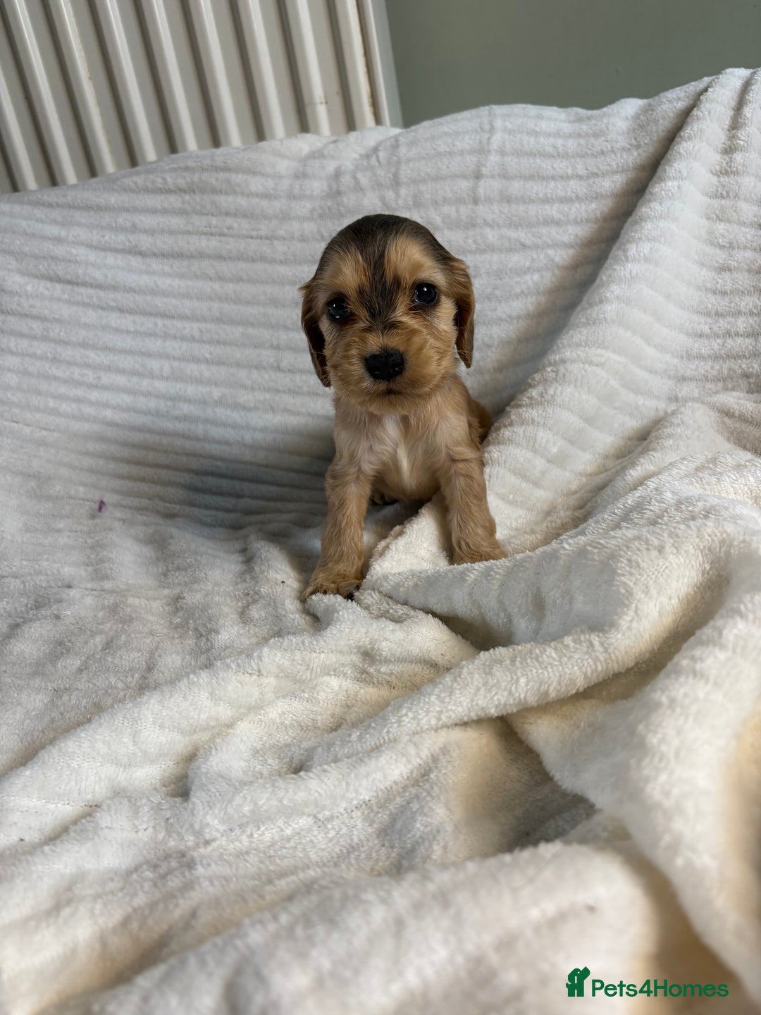 Cocker Spaniel dogs for sale: Outstanding  Kc registered show spaniels  in Doncaster - Image 20