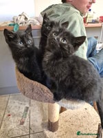 Mixed Breed cats - Advert 6