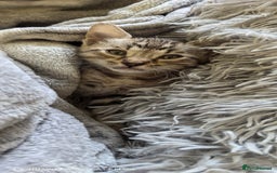 Bengal cats for sale: Silver Bengal kitten for sale  - Advert 16