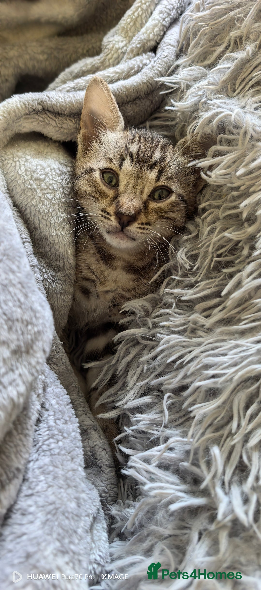 Bengal cats for sale: Silver Bengal kitten for sale  - Advert 16