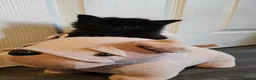 Maine Coon cats for sale: Maine coon X in Weymouth - Advert 7