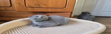 Scottish Fold 1
