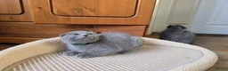 Scottish Fold cats for sale: Kittens scottish fold blue color - Advert 7