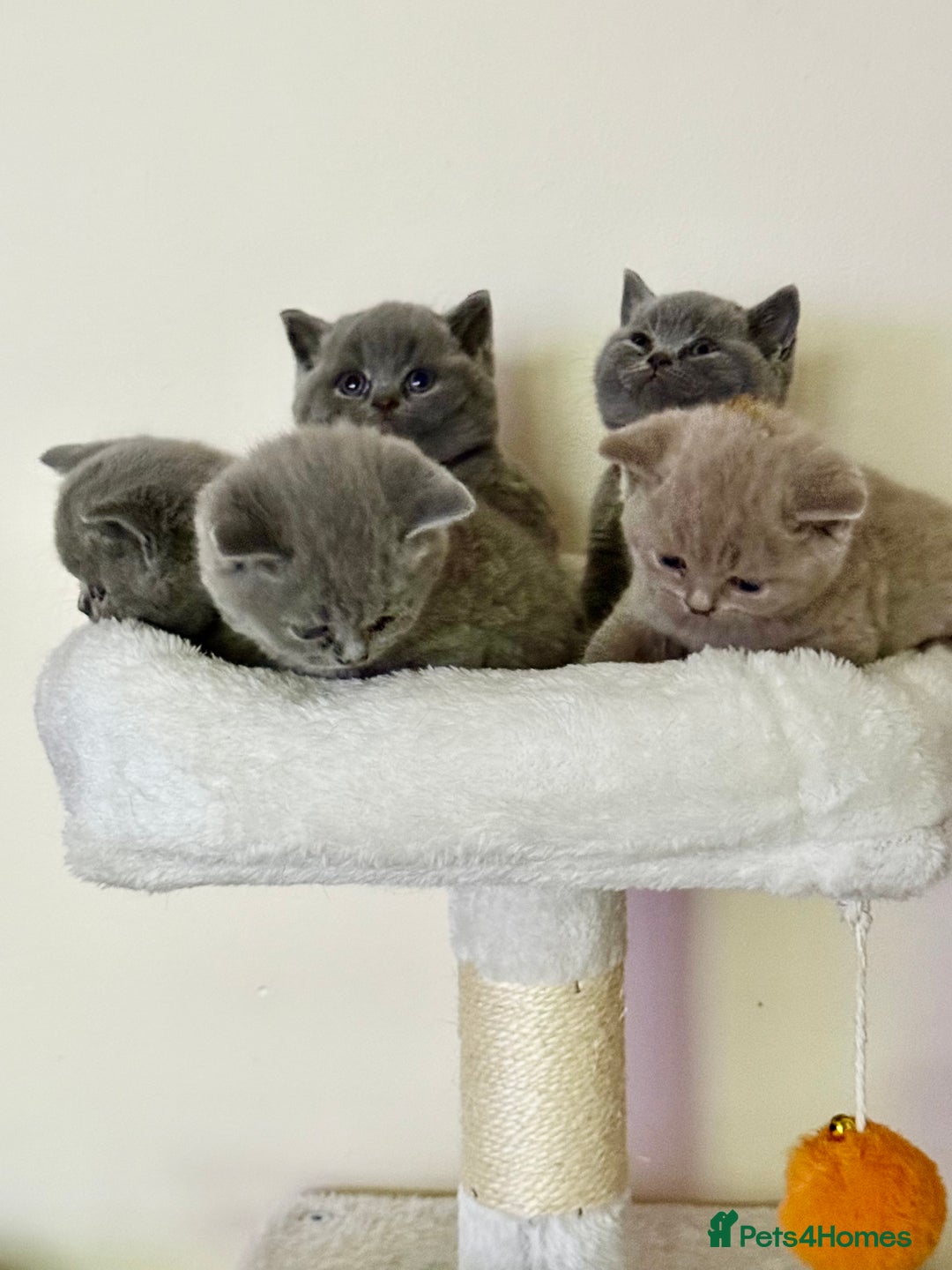 British Shorthair cats for sale: british shorthair kittens  - Advert 3