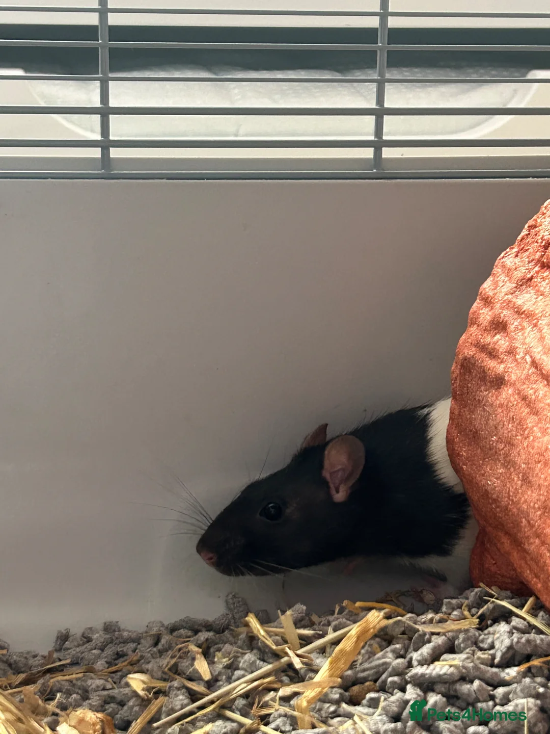 Rat rodents for sale: 2 girl rats in Feltham - Advert 2