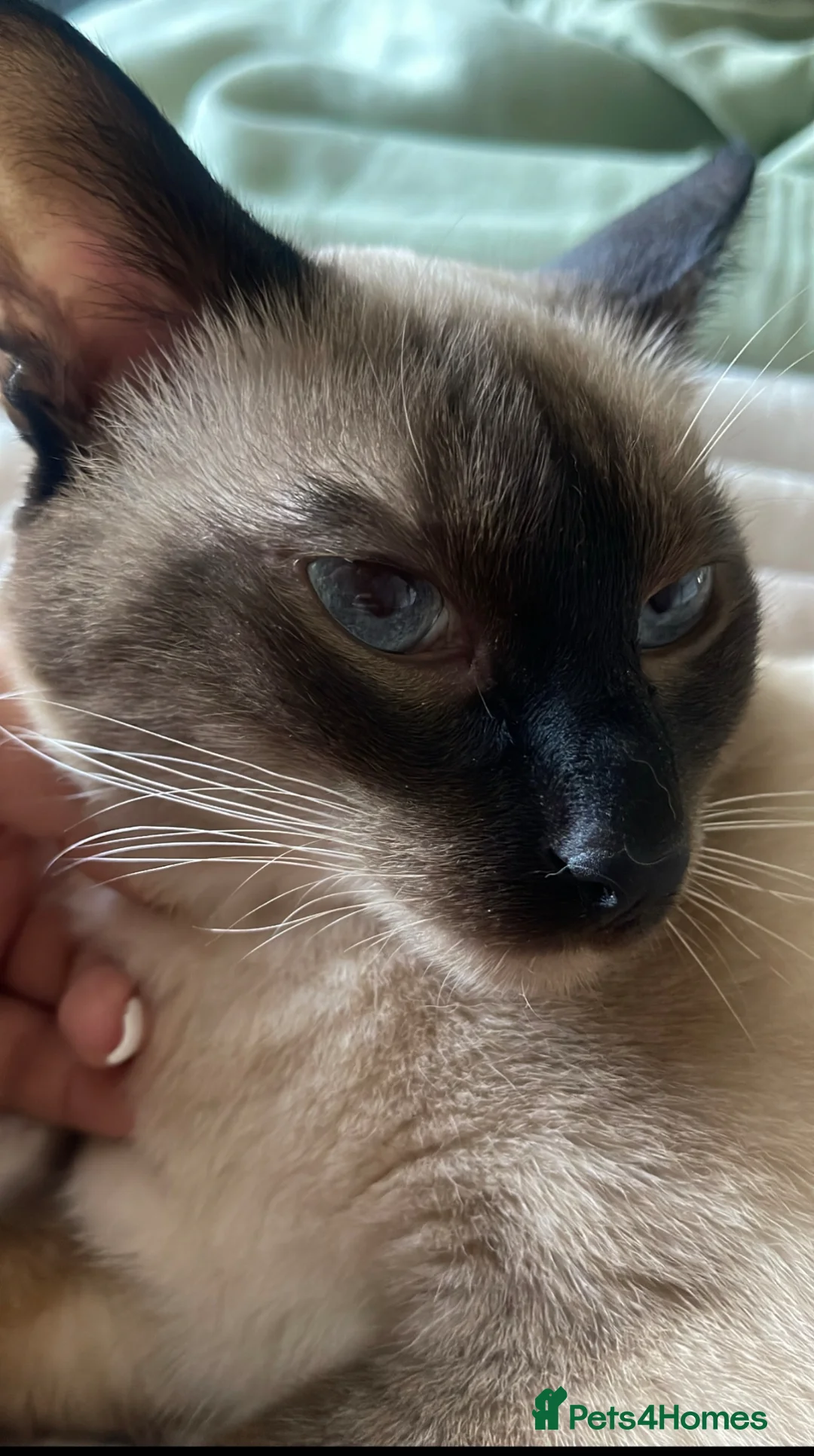 Siamese cats for stud: Seal Point Siamese STUD - Advert 1