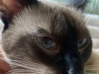 Siamese cats Seal Point Siamese STUD - Advert 1