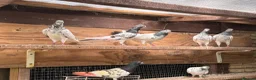 Pigeons birds for sale: Pakistani high flyers for sale  - Advert 7