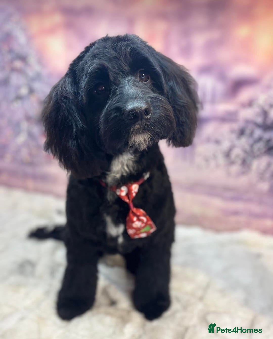 Cockapoo dogs for sale: 7 month old black cockapoo (Robbie) - Advert 1