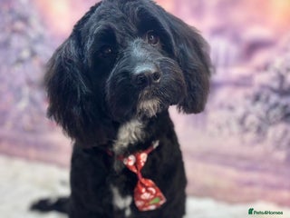 Cockapoo dogs 7 month old black cockapoo (Robbie) - Advert 6
