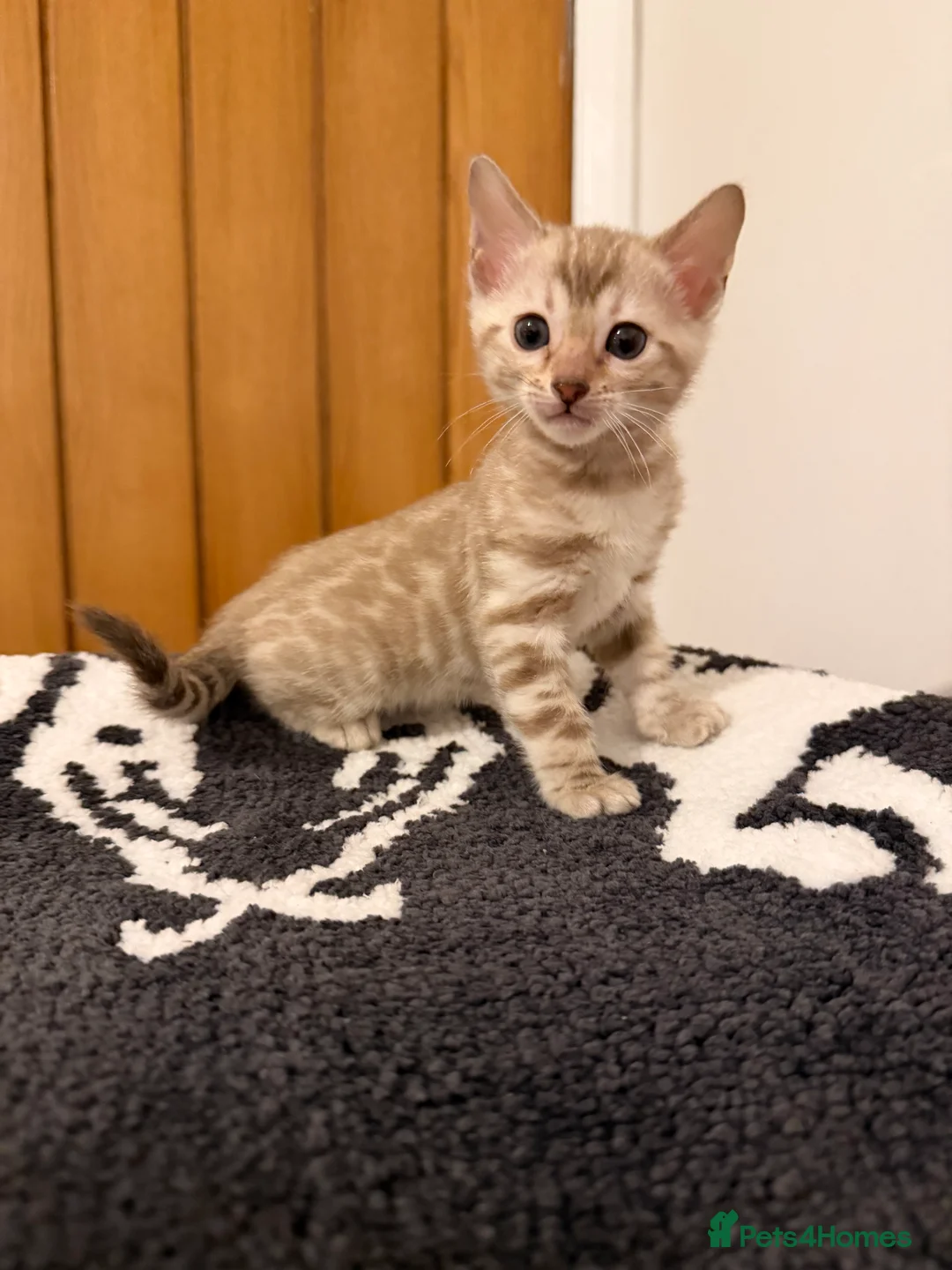 Bengal cats for sale: Pure Snow Bengal Kittens, Ready Today!  - Advert 8
