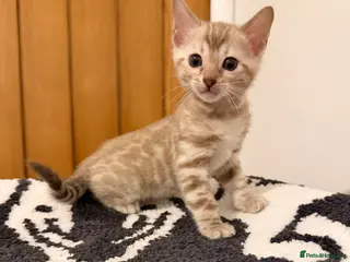 Bengal cats Pure Snow Bengal Kittens - Advert 9