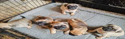 Frug dogs for sale: MRS H D Keld - Advert 6