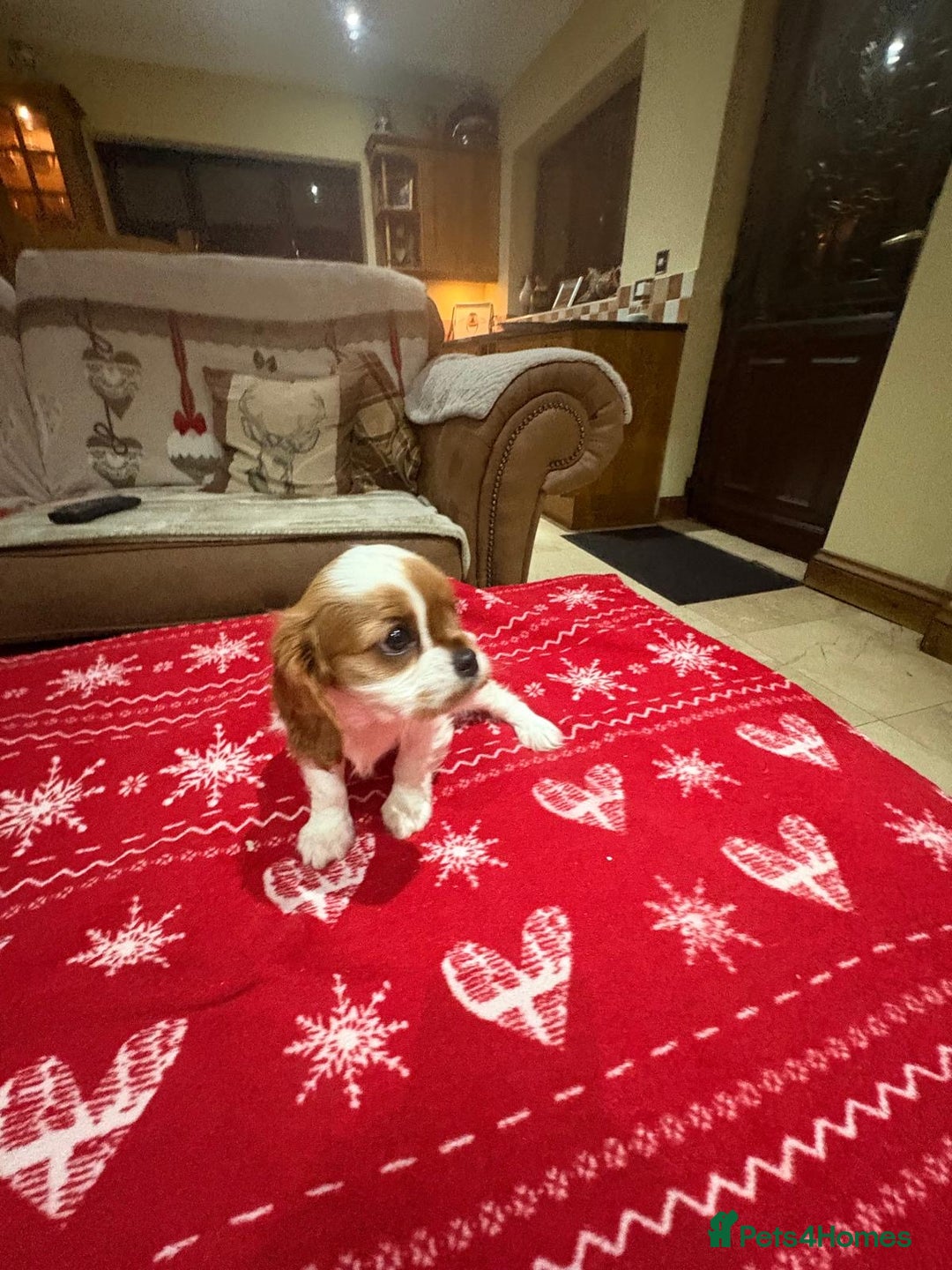 Cavalier King Charles Spaniel dogs for sale: Cavalier King Charles Spaniel  - Advert 12