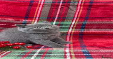 British Shorthair cats - Advert 6