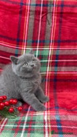 British Shorthair cats - Advert 6