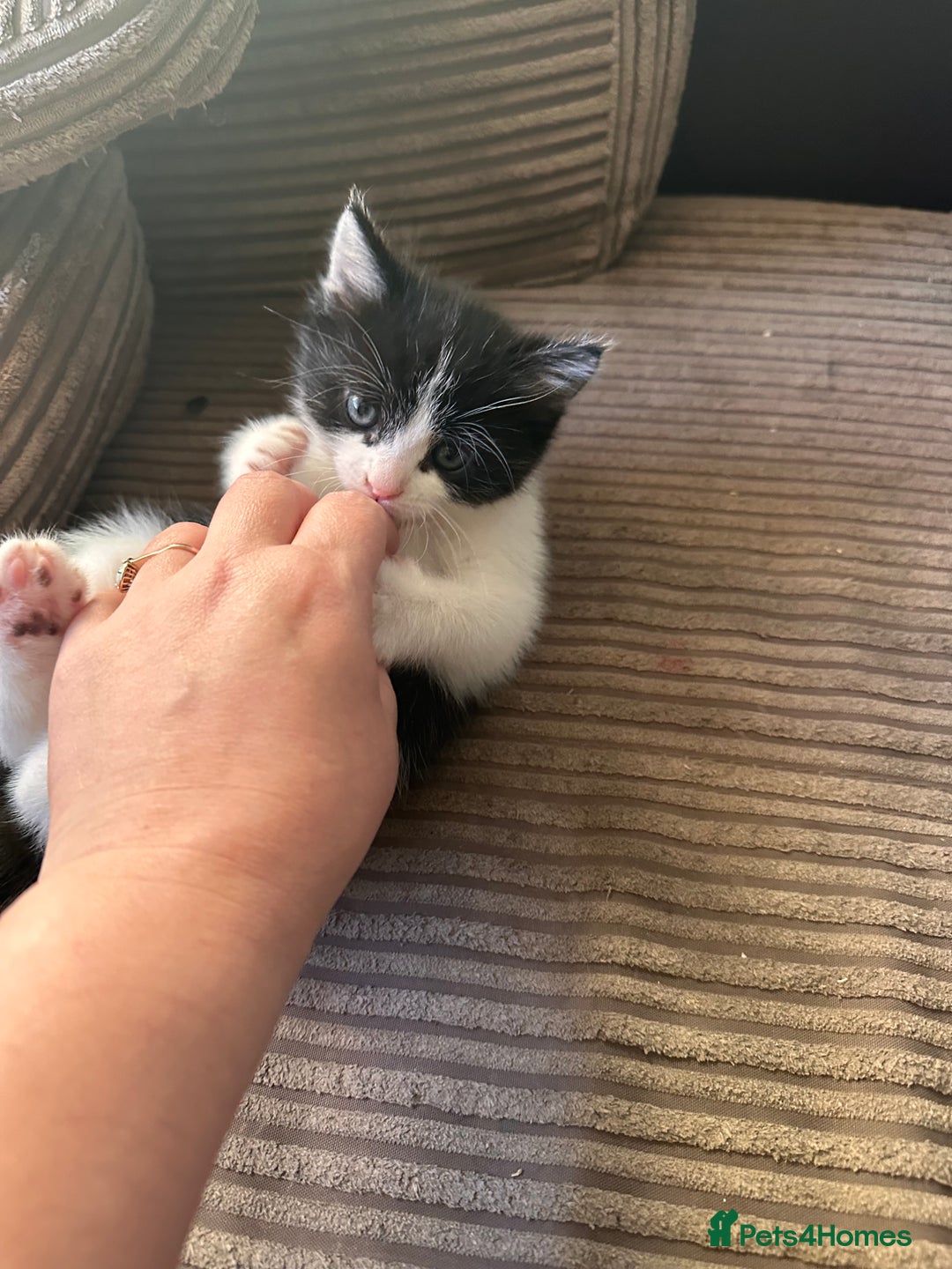 Ragdoll cats for sale: Adorable Ragdoll cross Male Kitten Available  - Advert 11