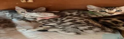 Bengal cats for sale: Quality kittens Bengal for sale in Harrow - Advert 5