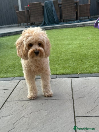 Cavapoo dogs in Grays - Advert 1