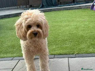 Cavapoo dogs Stunning Cavapoo for Stud (Proven) in Grays - Advert 1