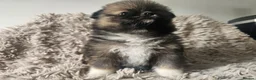 Pomeranian dogs for sale: Beautiful Pomeranian 🥰 in Mansfield - Advert 14
