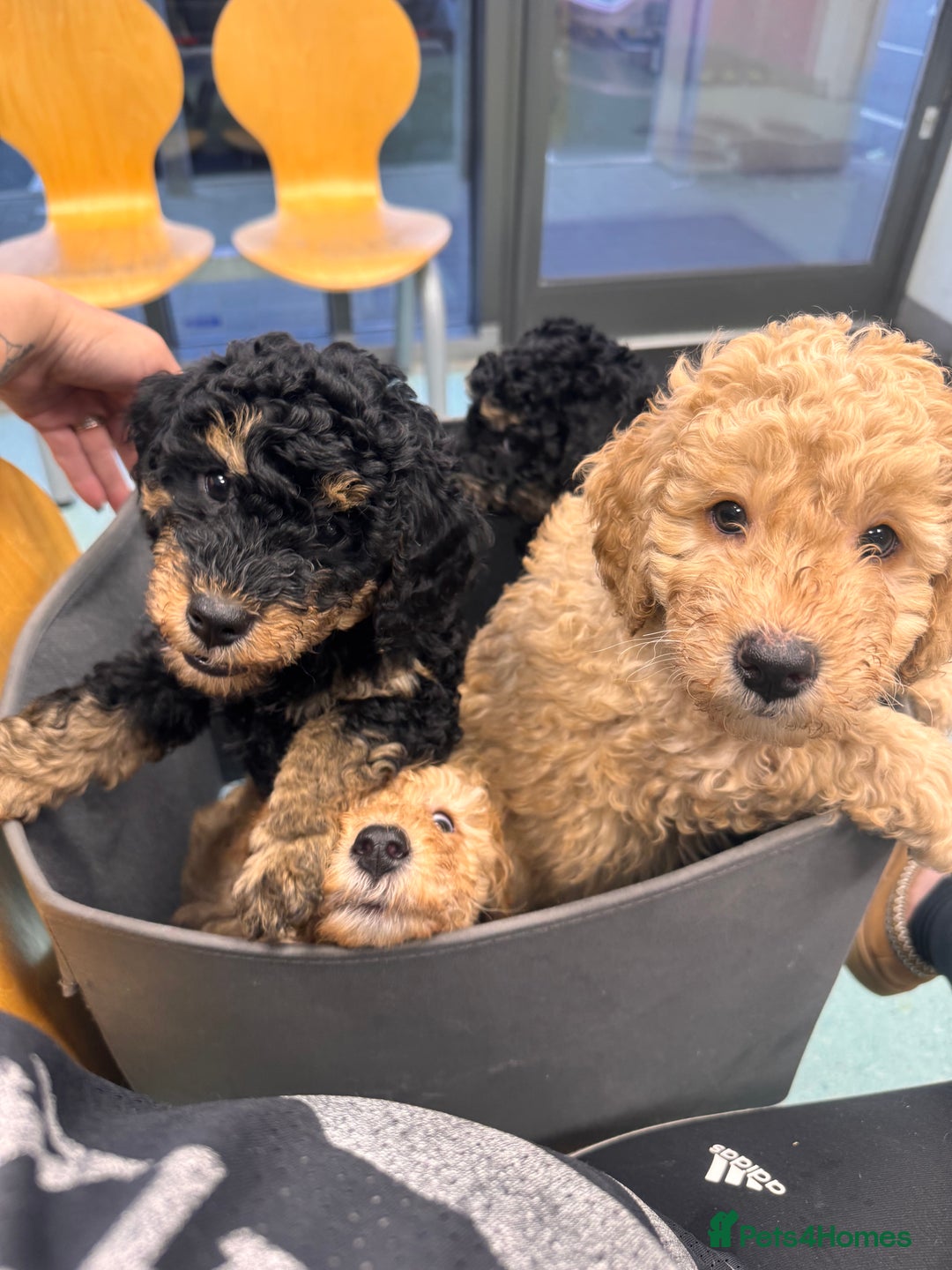Mixed Breed dogs for sale: Puppies due!  - Image 4