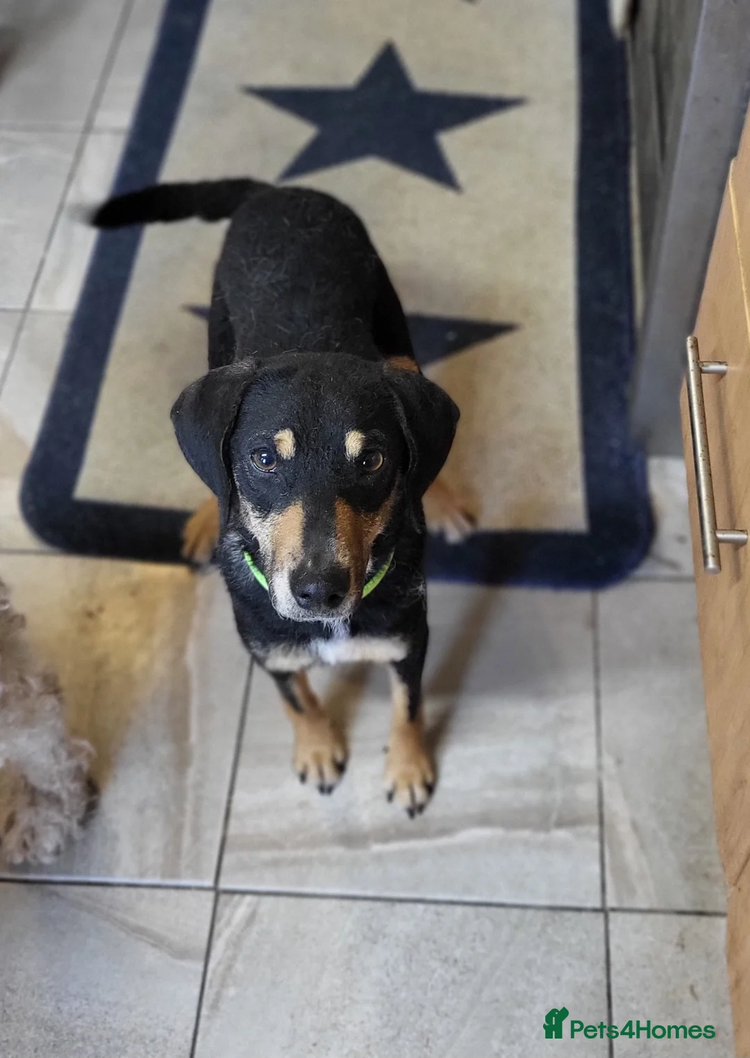 Mixed Breed dogs for adoption: BRONTE  - Advert 5