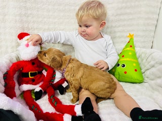 Golden Retriever dogs Extensively health tested clear golden retrievers - Advert 2