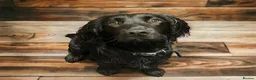 Cocker Spaniel dogs for stud: Black working Cocker Spaniel in Blyth - Advert 5
