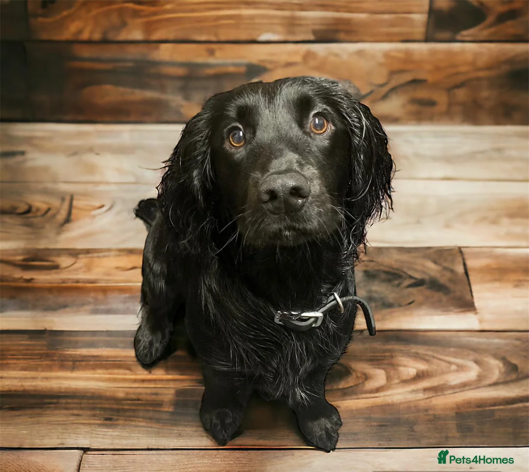 Cocker Spaniel dogs for stud: Black working Cocker Spaniel in Blyth - Advert 5