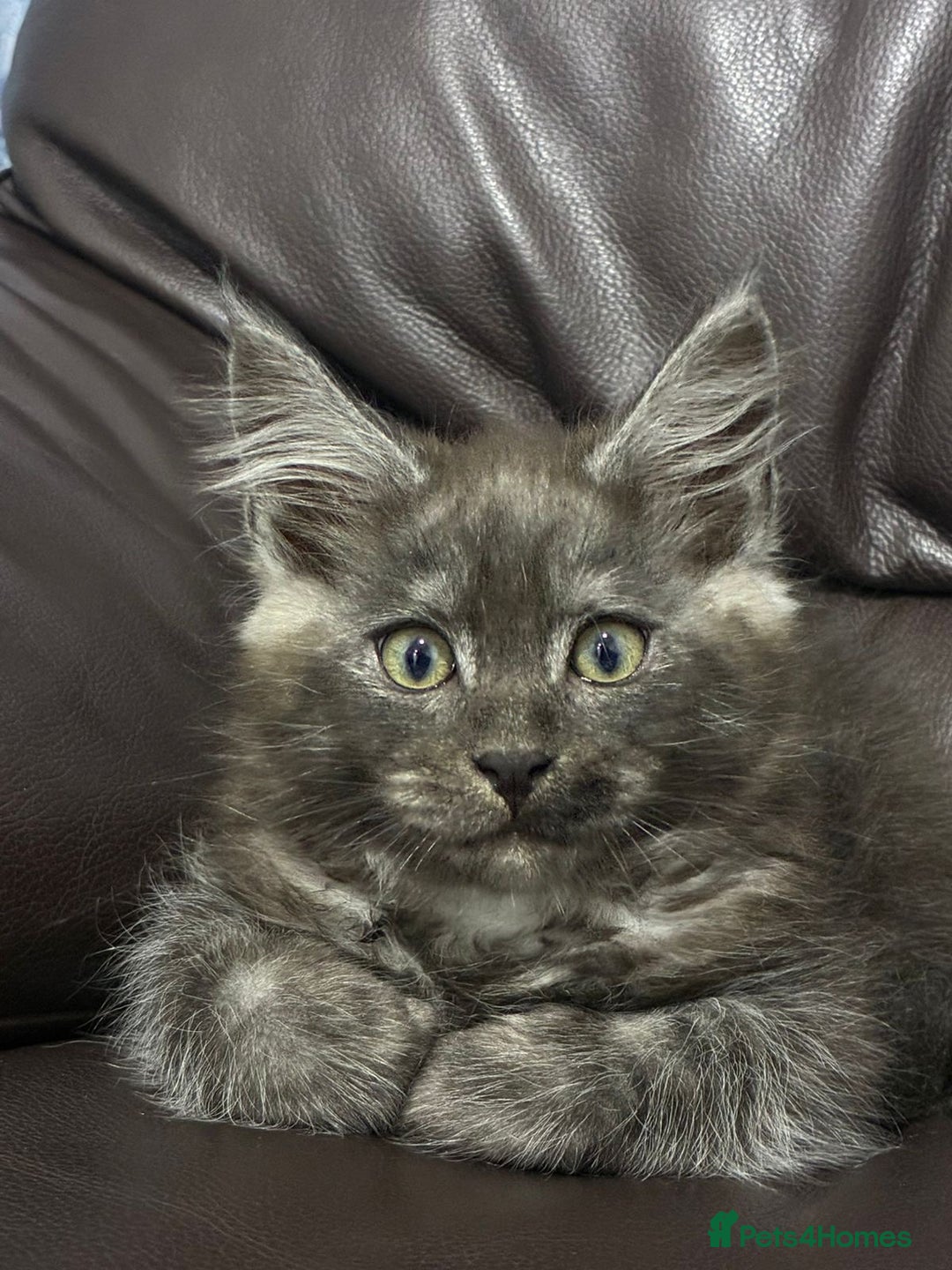 Maine Coon cats for sale: Premium Maine Coon fluffballs😻🐾 - Advert 12