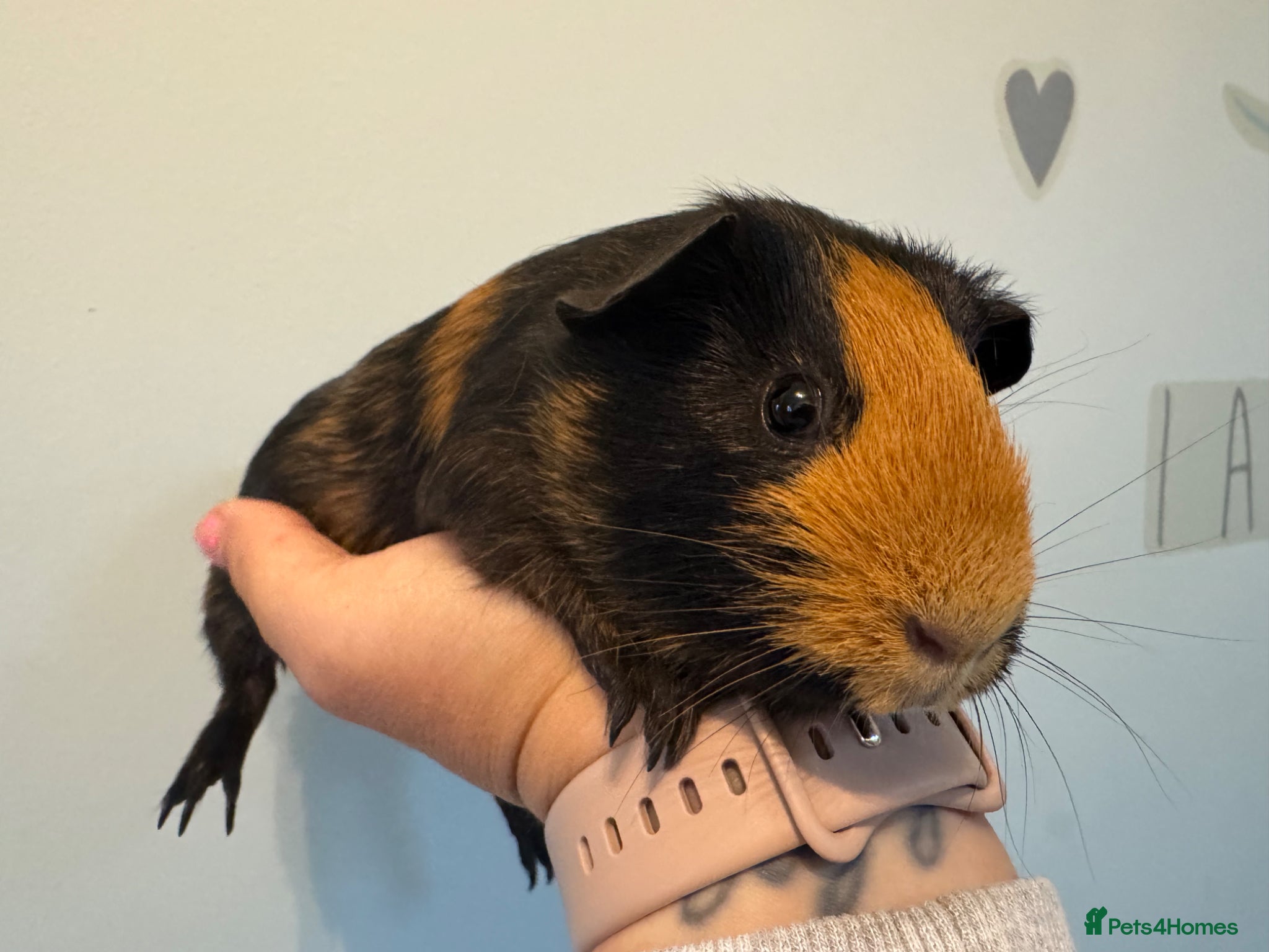 Guinea Pig rodents 4 month old lovely little sow  - Advert 14
