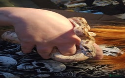 Snake reptiles for sale: Female hypo arabesque boa - Image 2