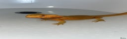 Bearded Dragon reptiles for sale: Male bearded dragon  - Advert 9