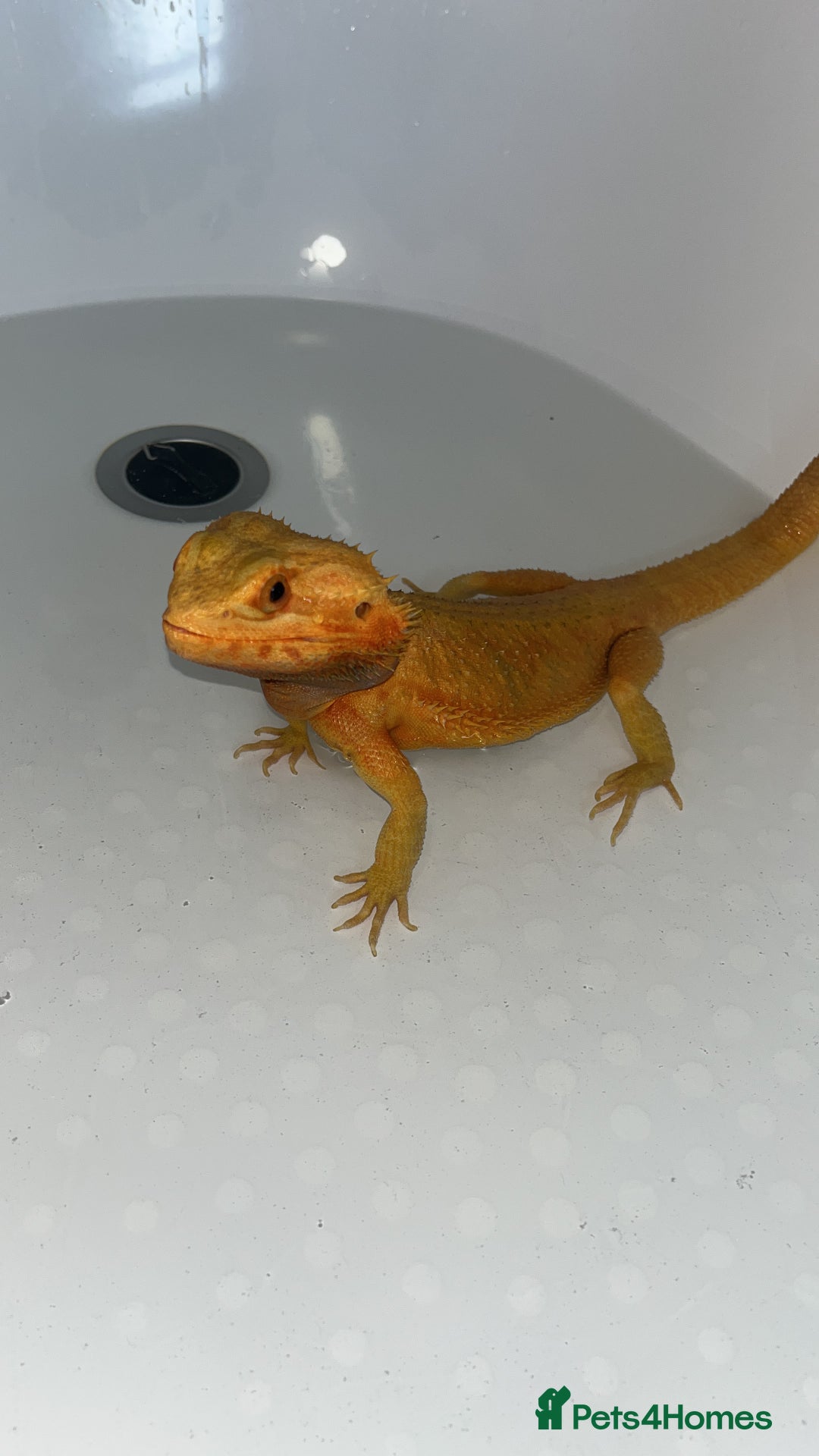 Bearded Dragon reptiles for sale: Male bearded dragon  - Advert 9