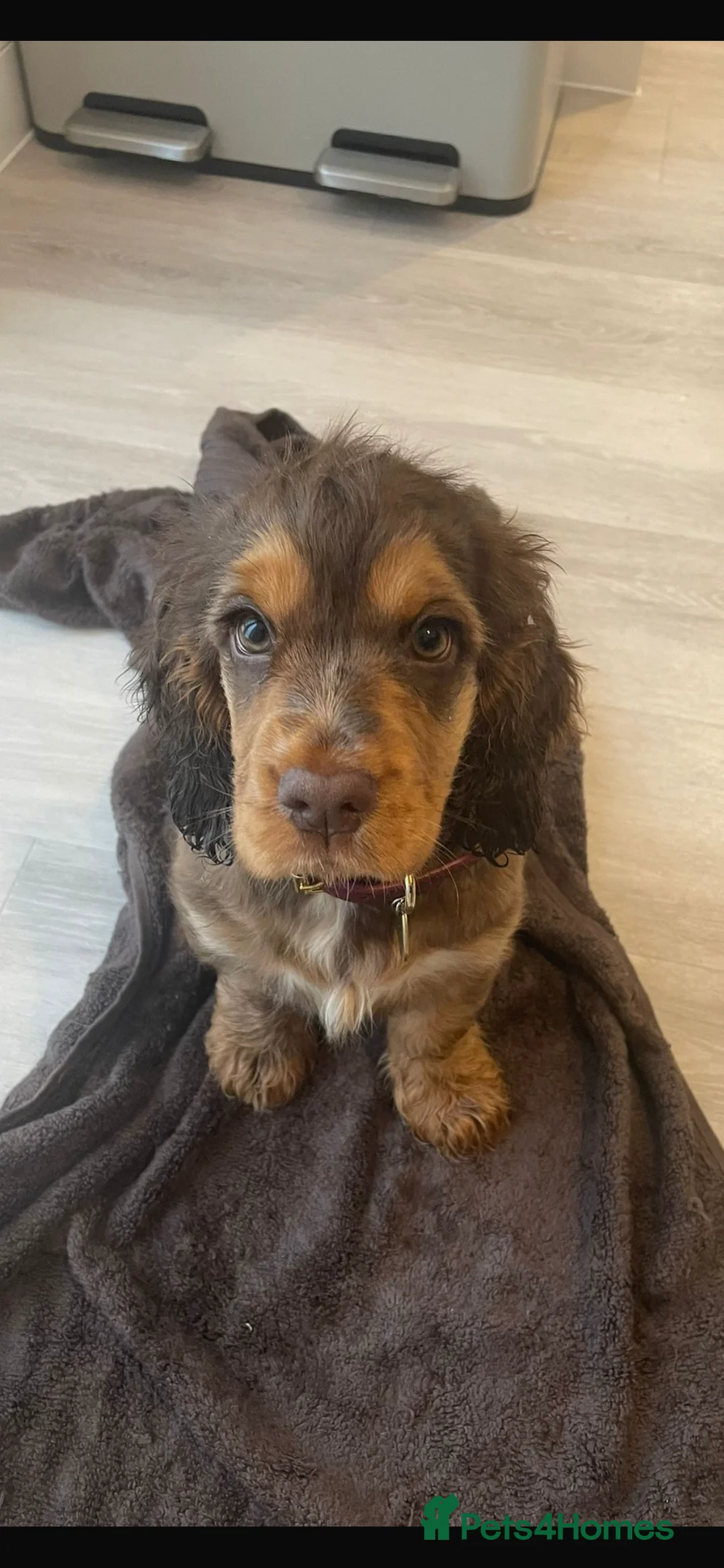 Cocker Spaniel dogs for stud: Extensively Health Tested Show Cocker Spaniel  in Leicester - Advert 16