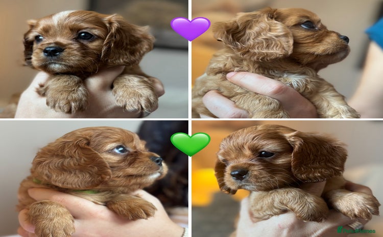 Cavalier King Charles Spaniel dogs - Advert 2