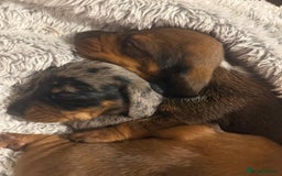 Miniature Dachshund dogs for sale: Miniature Boy dachshund  - Advert 1