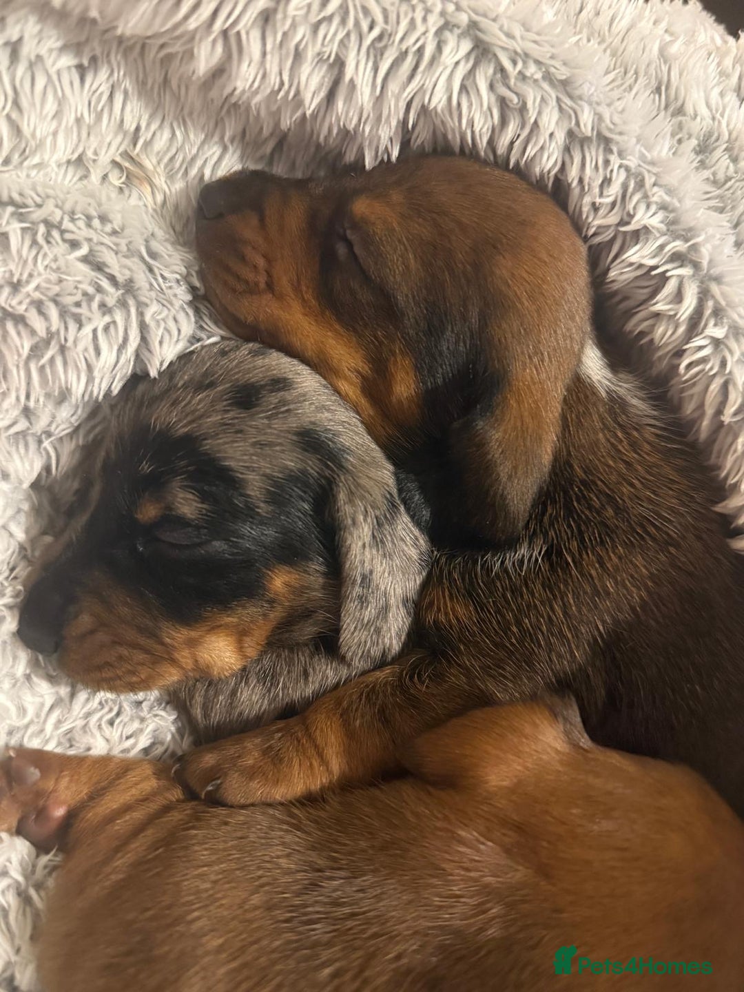 Miniature Dachshund dogs for sale: Miniature Boy dachshund  - Advert 1