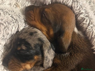 Miniature Dachshund dogs Miniature Boy dachshund - Advert 1