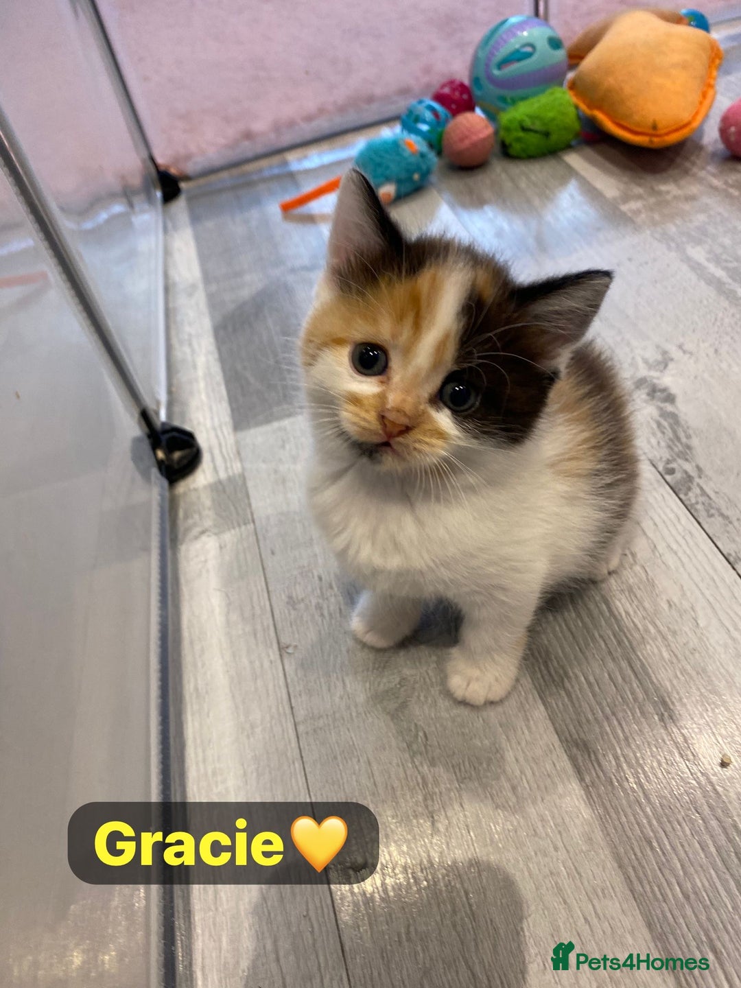 Mixed Breed cats for sale: 7 Beautiful Kittens 🩷💙 - Image 27