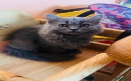 Scottish Fold cats for sale: Scottish straight girl and boy ready to go - Image 3